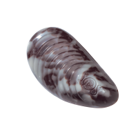Pralinka Mussel hořká - Belgické pralinky Leonidas