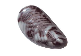 Pralinka Mussel hořká - Belgické pralinky Leonidas