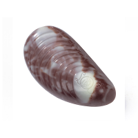 Pralinka Mussel mléčná - Belgické pralinky Leonidas