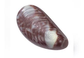 Pralinka Mussel mléčná - Belgické pralinky Leonidas